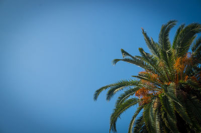 Low angle view of palm trees against blue sky