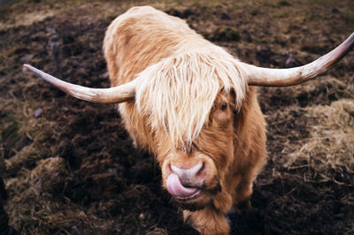 Close-up of cow standing on field