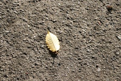 High angle view of butterfly on road