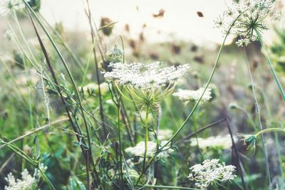 Close-up of flowers on field