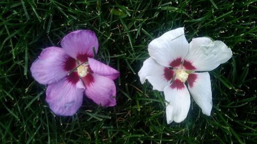 High angle view of white flowers blooming on grass