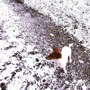 Close-up of bird on snow