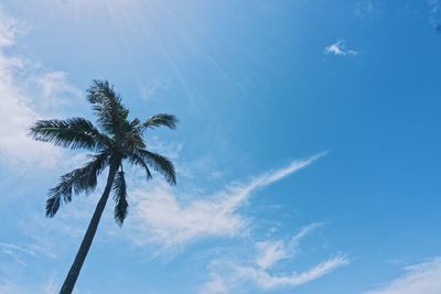 Low angle view of palm tree against blue sky