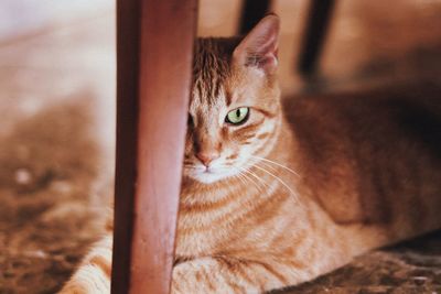 Close-up of ginger cat