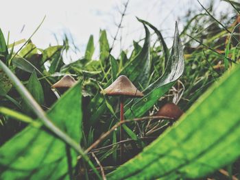 Close-up of mushroom growing on field
