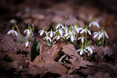 Close-up of flowering plant on field