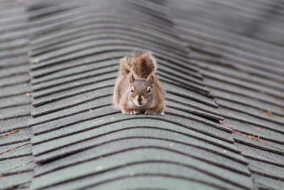High angle view of squirrel on metal