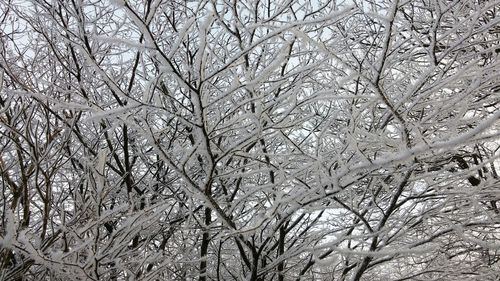 Full frame shot of bare tree