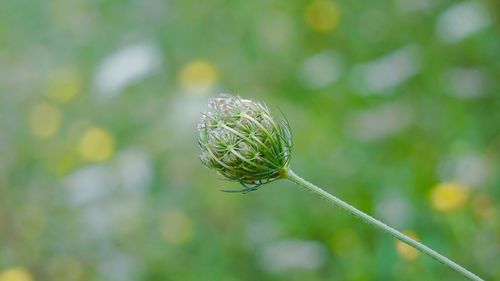 Close-up of green leaf on plant