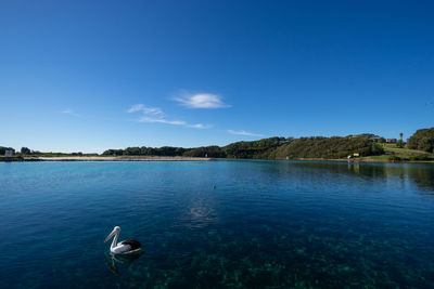 Pelican on the harbour at narooma. new south wales, australia.