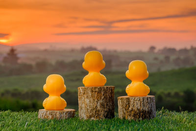 Yellow flowers on field during sunset