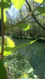 Close-up of fresh green plants with reflection in water