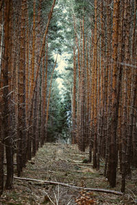 Dirt road passing through forest