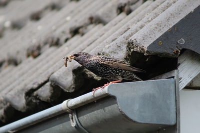 Close-up of bird perching on roof