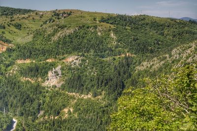 High angle view of trees on land