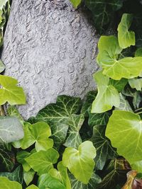 Full frame shot of fresh green leaves