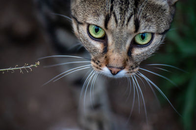 Close-up portrait of a cat