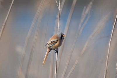 Low angle view of bird perching