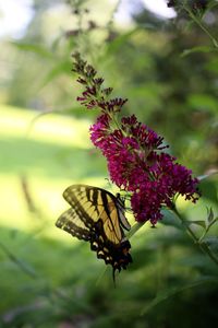 Close-up of butterfly pollinating on purple flower