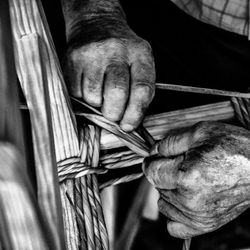 Close up of plant against blurred background