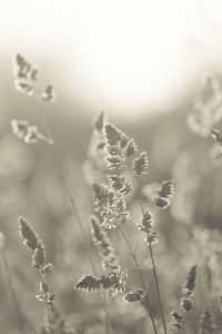 Close-up of flowers against sky