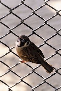 Close-up of sparrow bird perching on chainlink fence