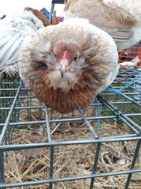 Close-up of bird in cage