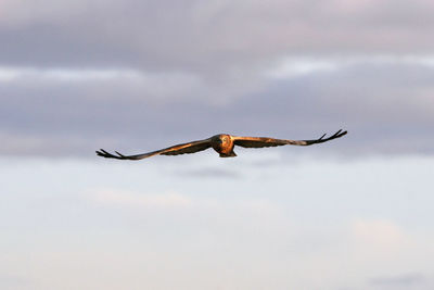 Low angle view of eagle flying in sky