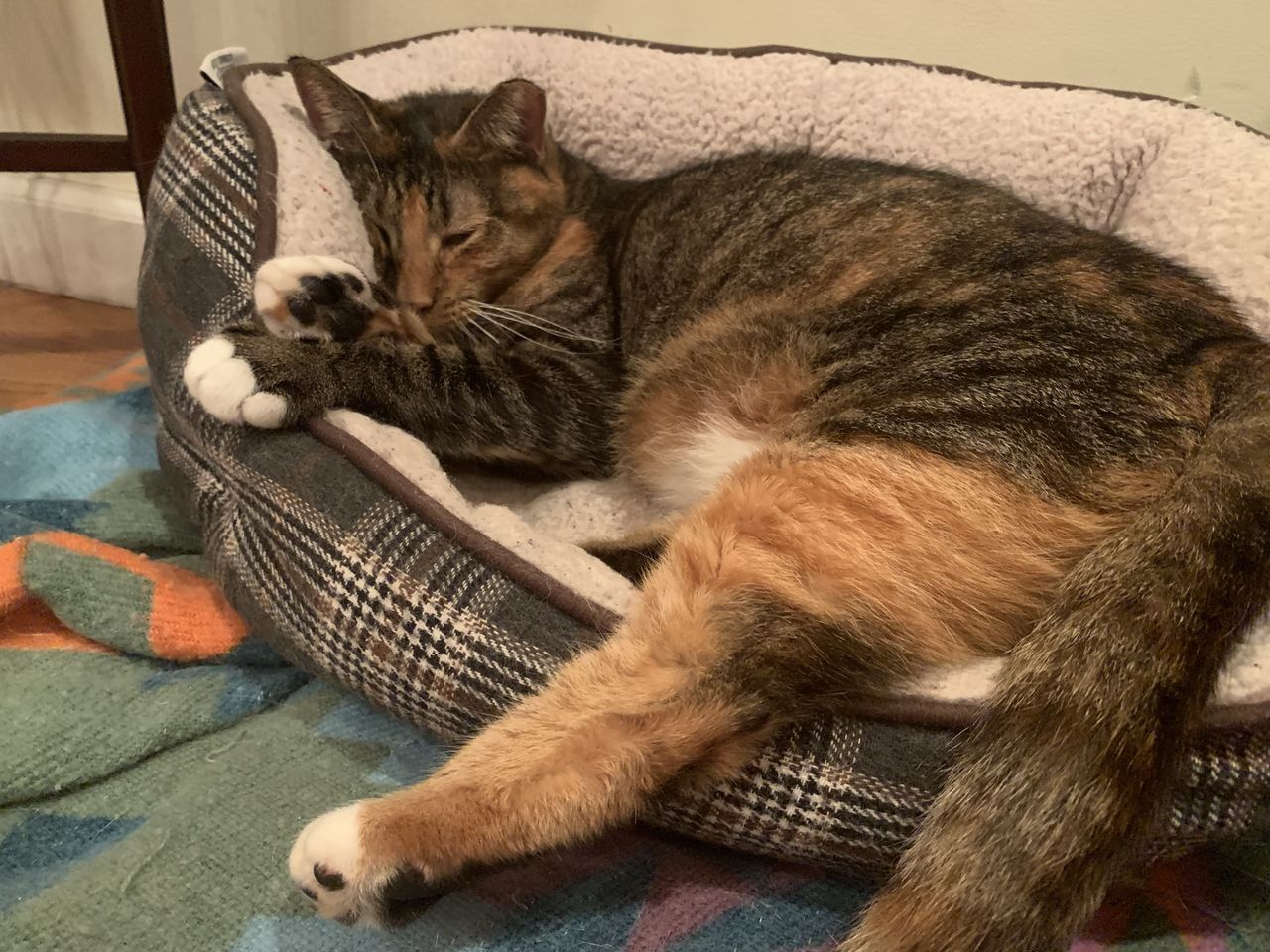 CAT SLEEPING IN A HOME