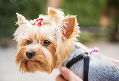 Small cute yorkshire terrier dog