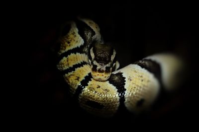 Close-up of lizard on black background