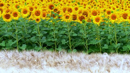 Close-up of sunflower field