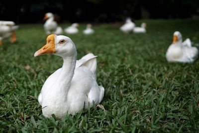 Close-up of geese on grassy field