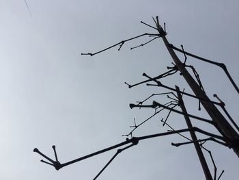 Low angle view of silhouette birds against clear sky