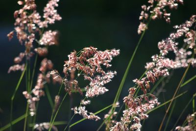 Close-up of pink flowers