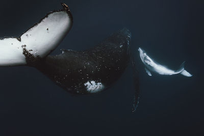 Whales swimming in sea