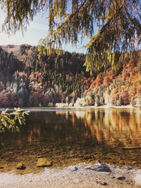 Trees by lake in forest during autumn