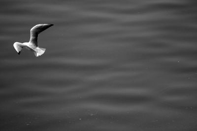 High angle view of bird in lake