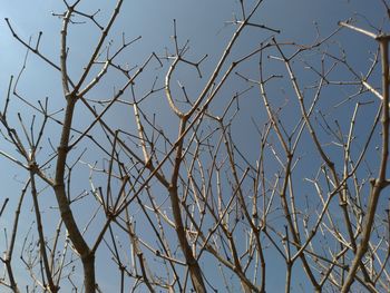 Low angle view of bare trees against clear blue sky