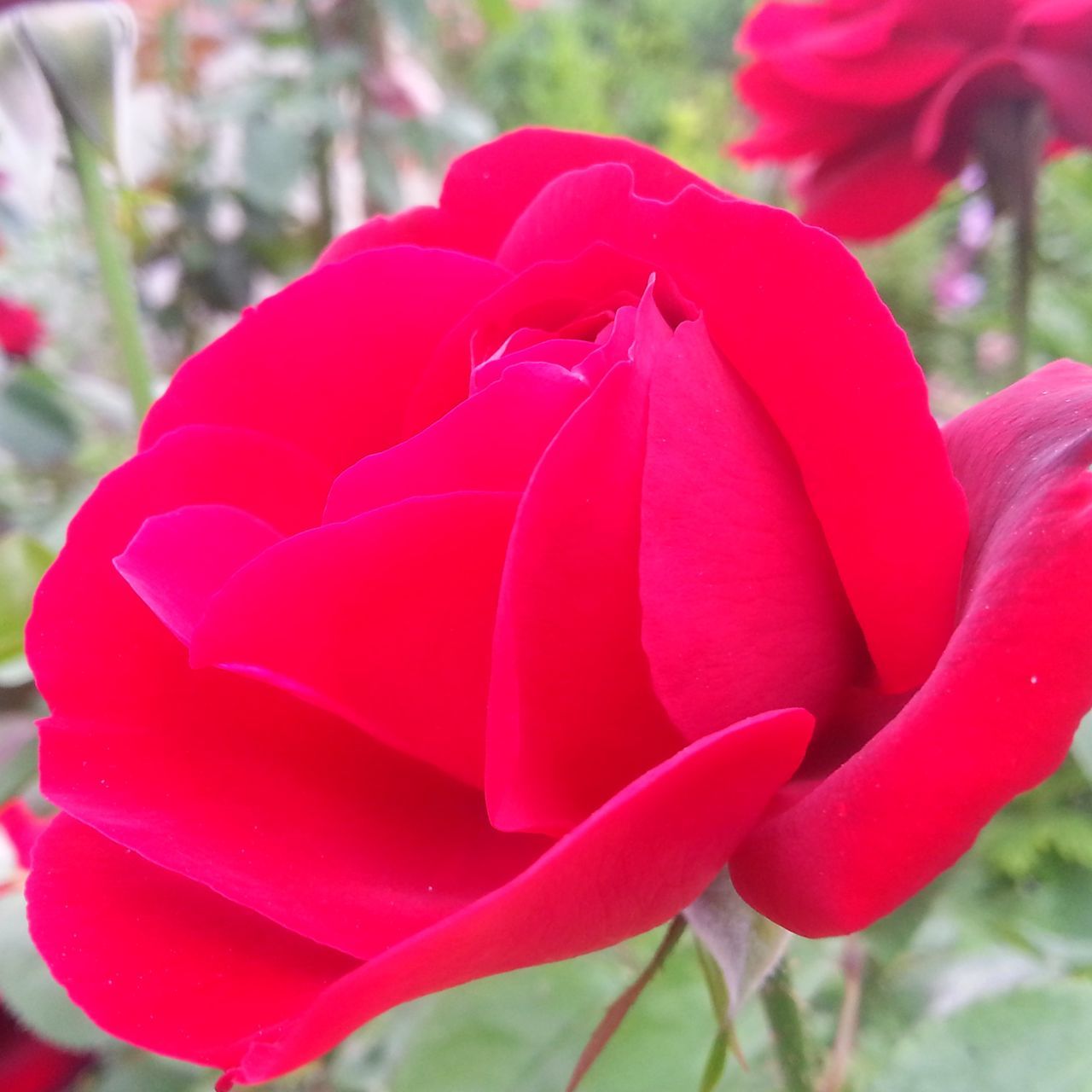 flower, petal, freshness, flower head, fragility, growth, close-up, beauty in nature, focus on foreground, blooming, nature, single flower, red, plant, in bloom, pink color, park - man made space, day, selective focus, outdoors