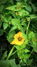 Close-up of yellow flower