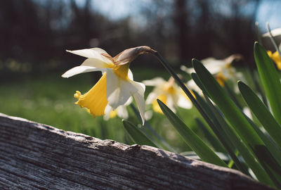 Close-up of yellow flowering plant