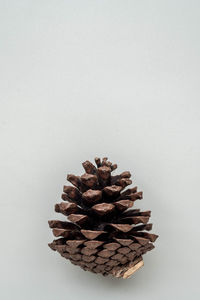 Close-up of pine cone against white background