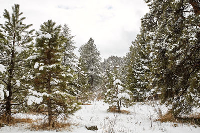 Trees on snow covered field against sky