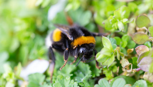 Close-up of bee pollinating on flower