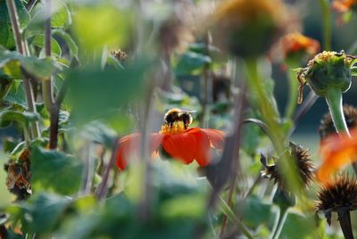 A bee pollinating a flower in bellvedere garden in vienna, austria