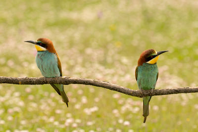 Close-up of bird perching on branch