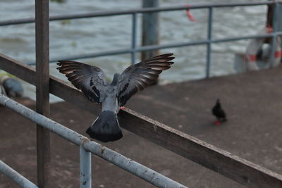 Pigeon flying over railing
