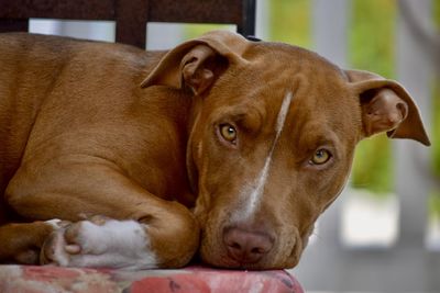 Close-up portrait of dog