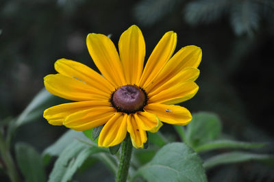 Close-up of yellow daisy blooming outdoors